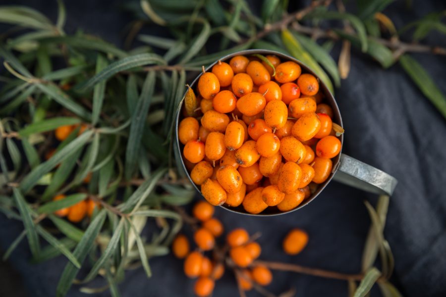 The Amazing Benefits of Sea Buckthorn The Amazing Benefits of Sea Buckthorn